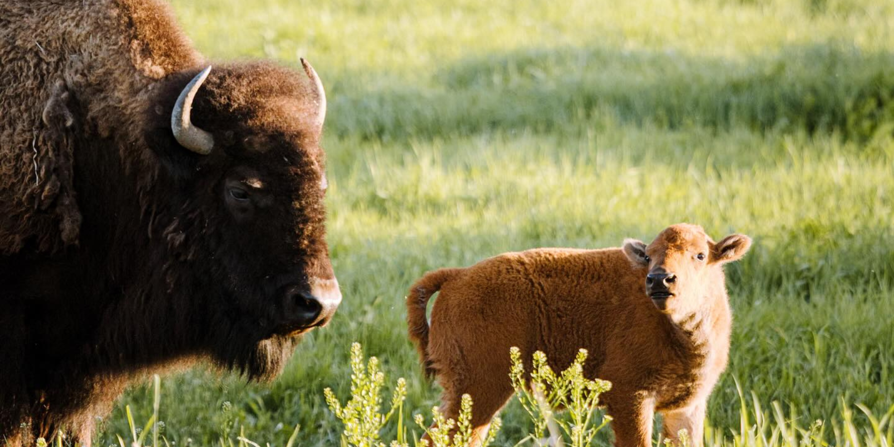 Big Horn Bison Ranch Partners with GATR Coolers to Elevate Outdoor Lifestyle